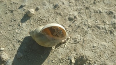 Gastropoda