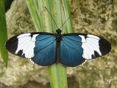 Heliconius sapho leuce