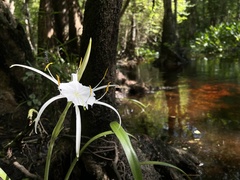 Hymenocallis palmeri