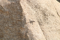 Sceloporus smithi