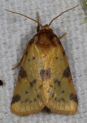 Azenia obtusa