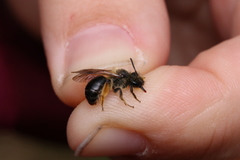 Andrena ruficrus