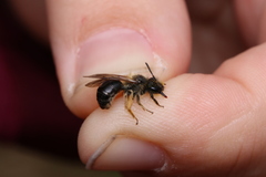 Andrena ruficrus