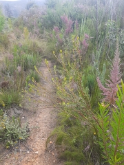 Gnidia styphelioides