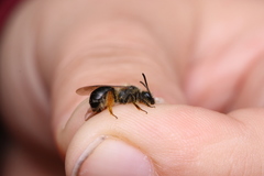 Andrena ruficrus