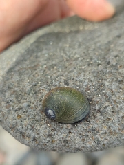 Nerita senegalensis