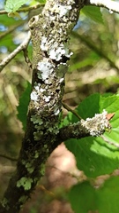 Parmelina pastillifera