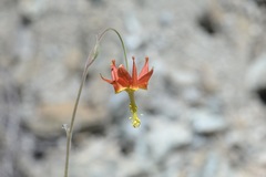 Aquilegia eximia