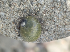 Nerita senegalensis