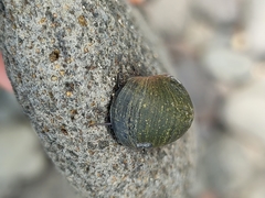 Nerita senegalensis