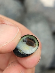 Nerita senegalensis