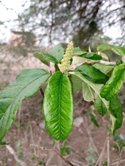 Croton cortesianus