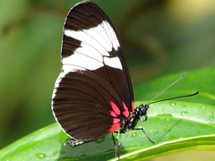 Heliconius sapho leuce