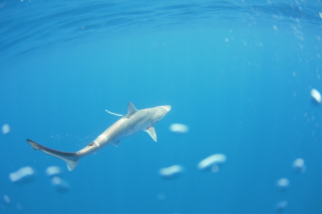 Pacific sharpnose shark (Rhizoprionodon longurio) — Carcharhinidae