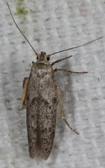 Hypatopa punctiferella