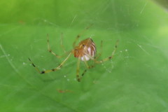 Theridion zonulatum