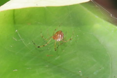 Theridion zonulatum
