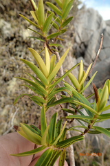 Veronica subfulvida
