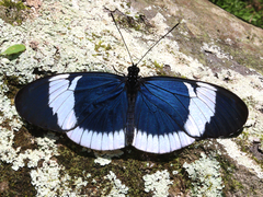 Heliconius sapho candidus