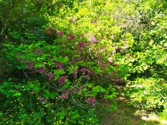Cercis