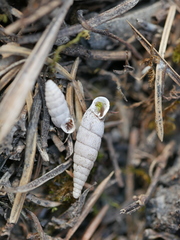 Abida secale