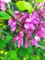Cercis