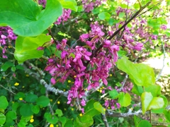Cercis