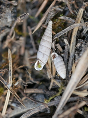 Macrogastra plicatula