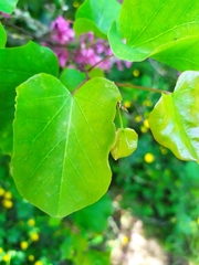 Cercis