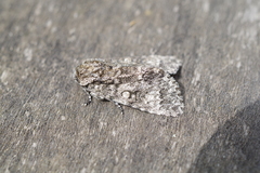 Acronicta megacephala