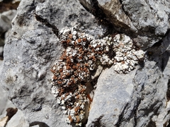 Squamarina cartilaginea