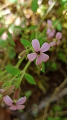 Saponaria