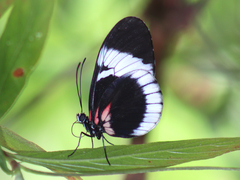 Heliconius sapho candidus