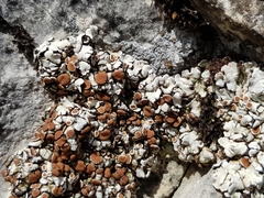 Squamarina cartilaginea