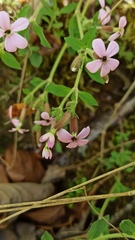 Saponaria