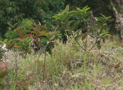 Psidium guajava image