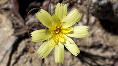 Calycoseris parryi