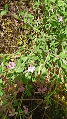 Saponaria