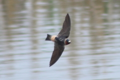 Petrochelidon pyrrhonota pyrrhonota