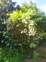 Viburnum opulus