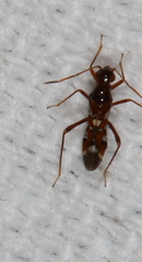 Sericophanes heidemanni