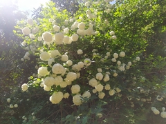 Viburnum opulus