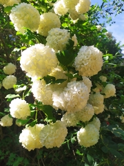 Viburnum opulus