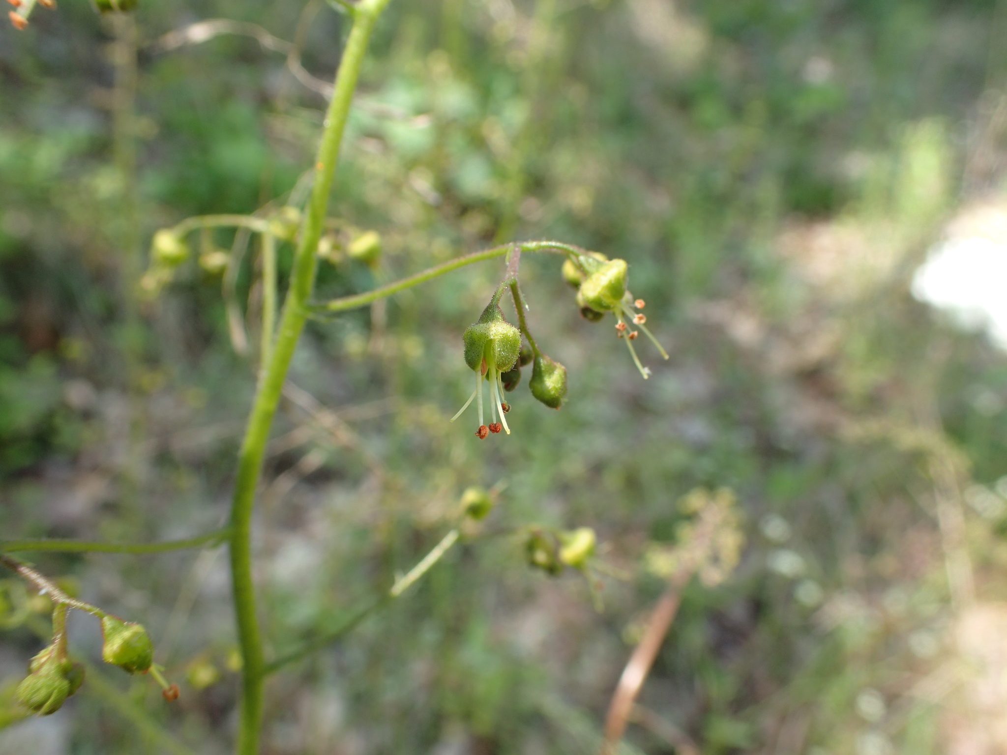 Heuchera americana var. hirsuticaulis