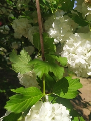 Viburnum opulus