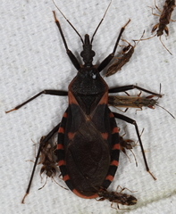 Triatoma sanguisuga