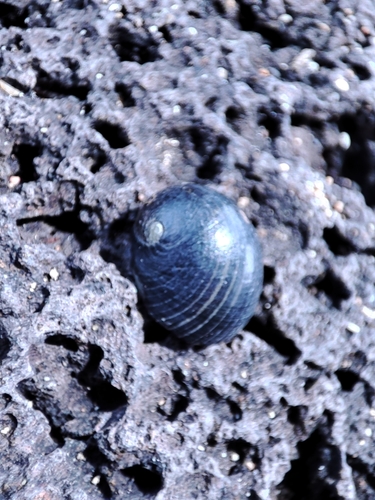 Nerita senegalensis observed 2022-05-15