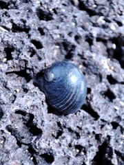 Nerita senegalensis