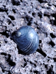 Nerita senegalensis