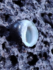 Nerita senegalensis